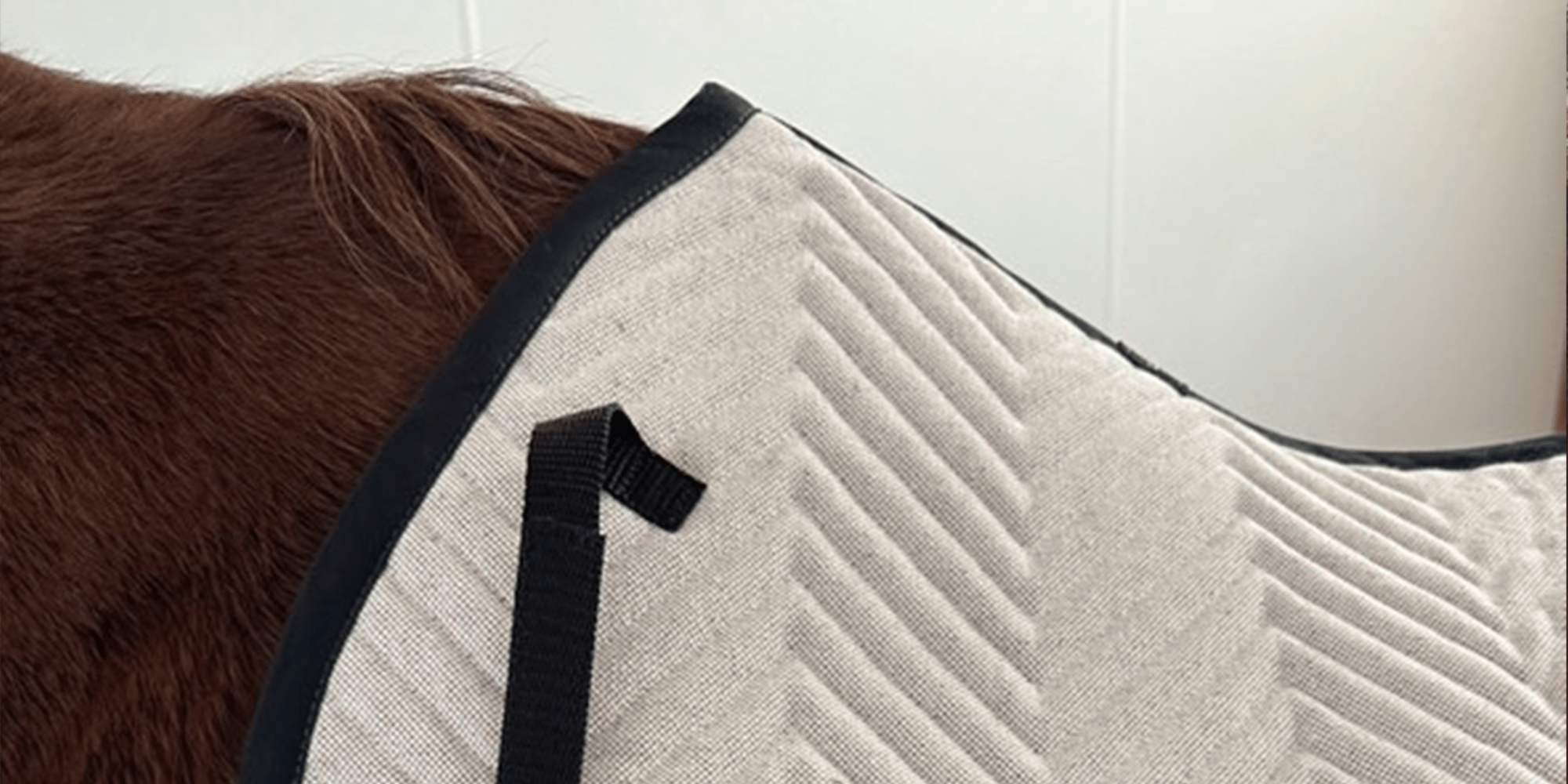 Talgdrüsen in der Sattellage beim Pferd - L'Evoine