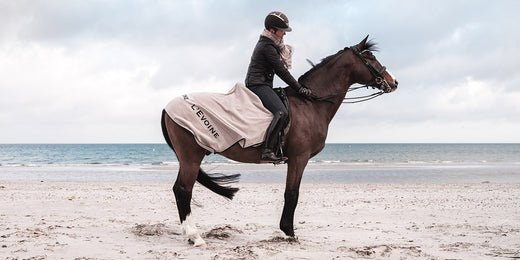 Wann sollte man ein Pferd scheren? - L'Evoine