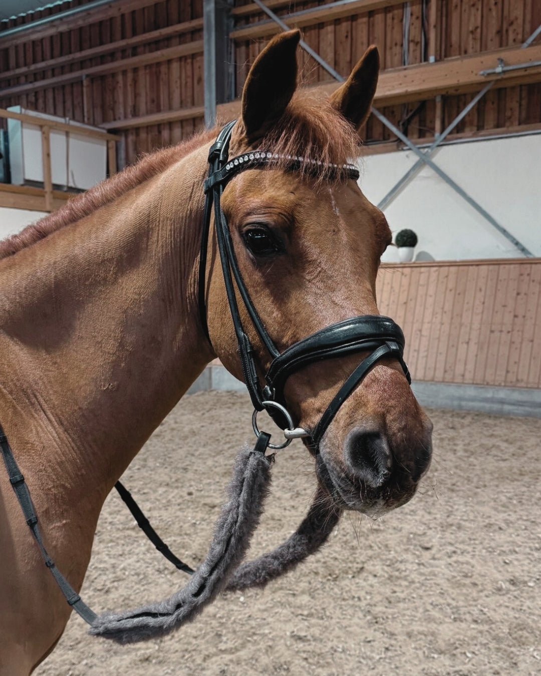 Zügelschoner - L'Evoine