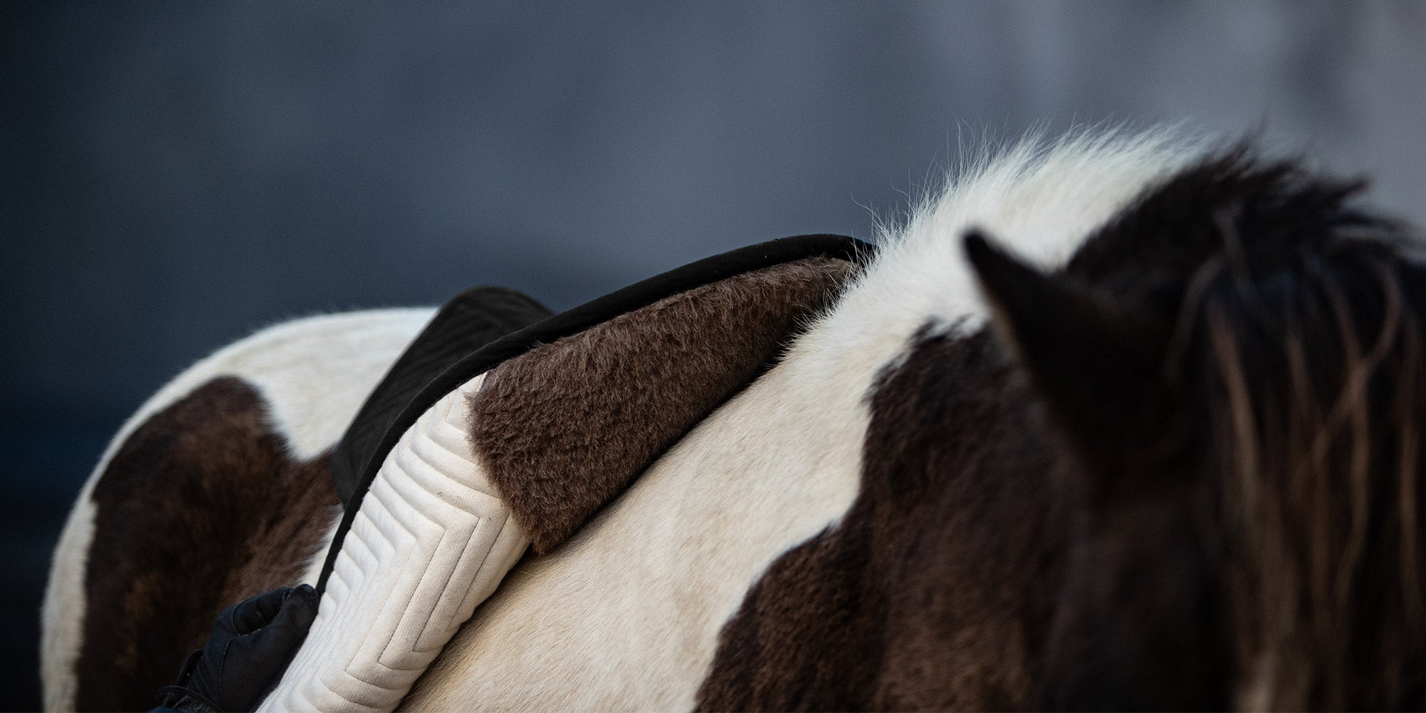 Knubbel unter dem Fell des Pferdes - L'Evoine